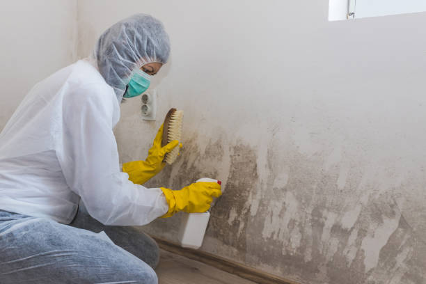 Best Professional Mold Removal  in Bedford, TX