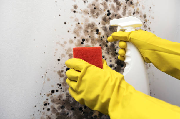 Best Crawl Space Mold Removal  in Bedford, TX